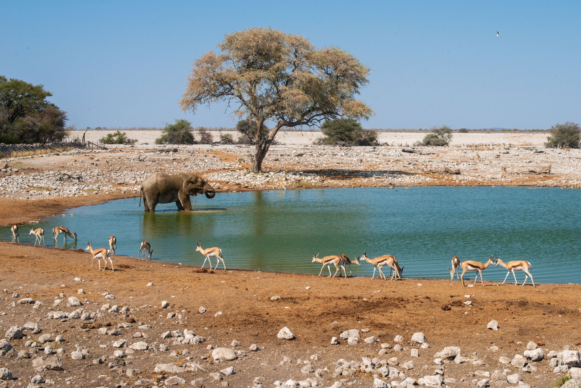 Elefánt és antilopok egy vízlelőhelynél az Etosha Nemzeti Parkban